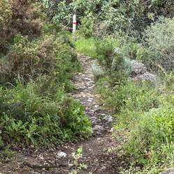 Mule track