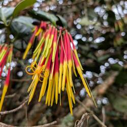 Sehr spezielle Blüten