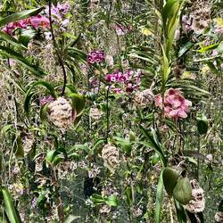 Svært at se, men rummet var fyldt med orkidéer, der hang fra loftet - så flot!