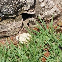 Der kleine Iguana wohnt heute noch dort