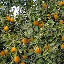 Orange mit neuen Blüten