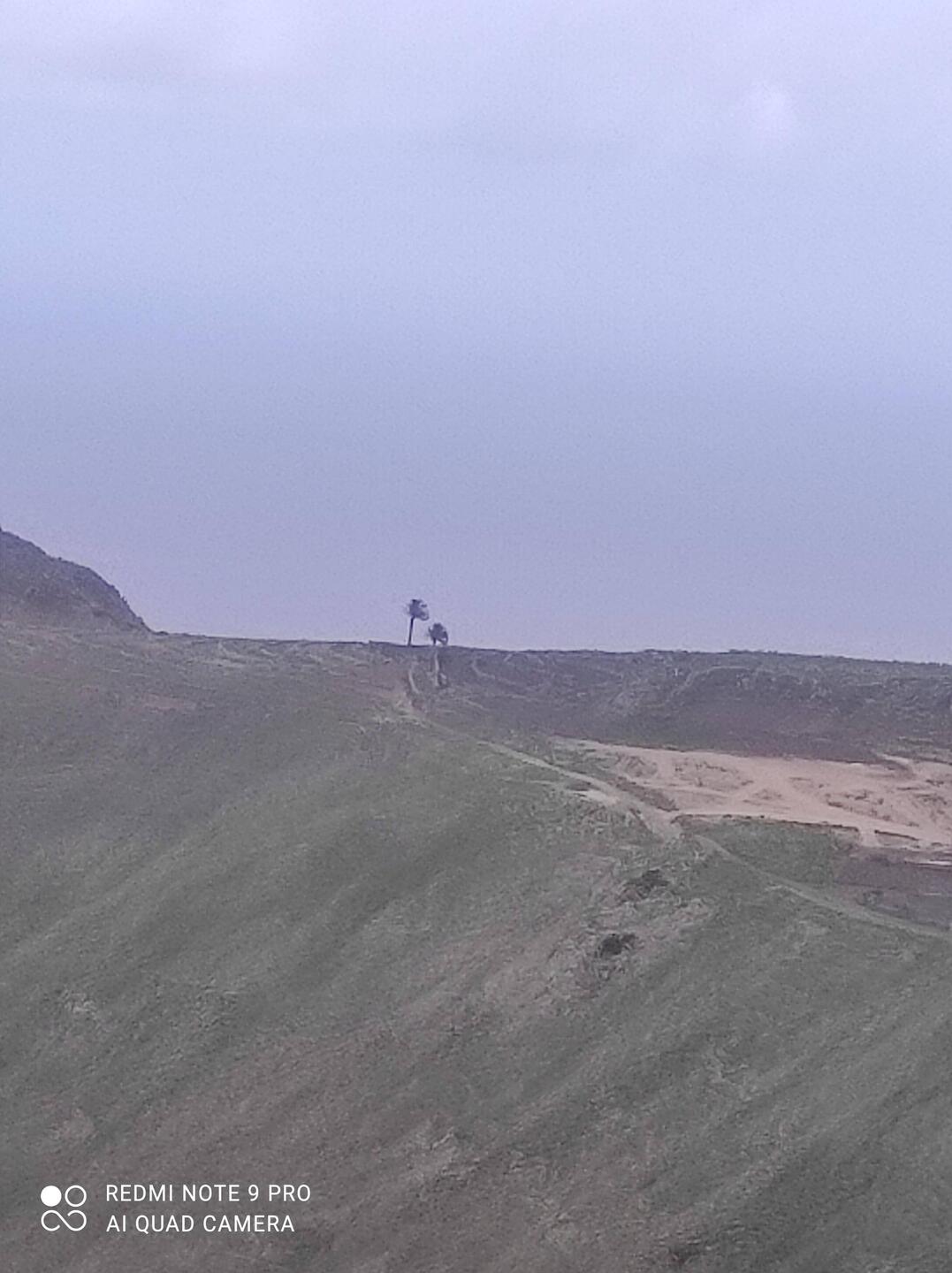 2 palmiers qui se battent en duel