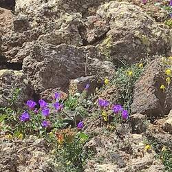 Des fleurs au milieu de la lave