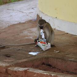 ...diese wird aufgerissen...