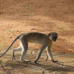 Am Morgen schwirren statt Moskitos Affen ums Auto herum...