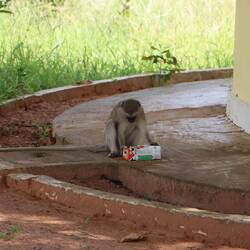 Schließlich geht es an die Milchtüte...