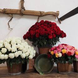 allerschönste Rosen auf der Farm Rosadex...