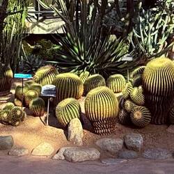 Prickly cactus display