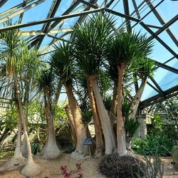 Palm trees