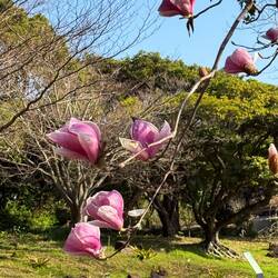 Lovely plum blossom