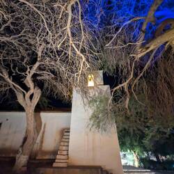 Very old algarrobo tree (over 500 years)