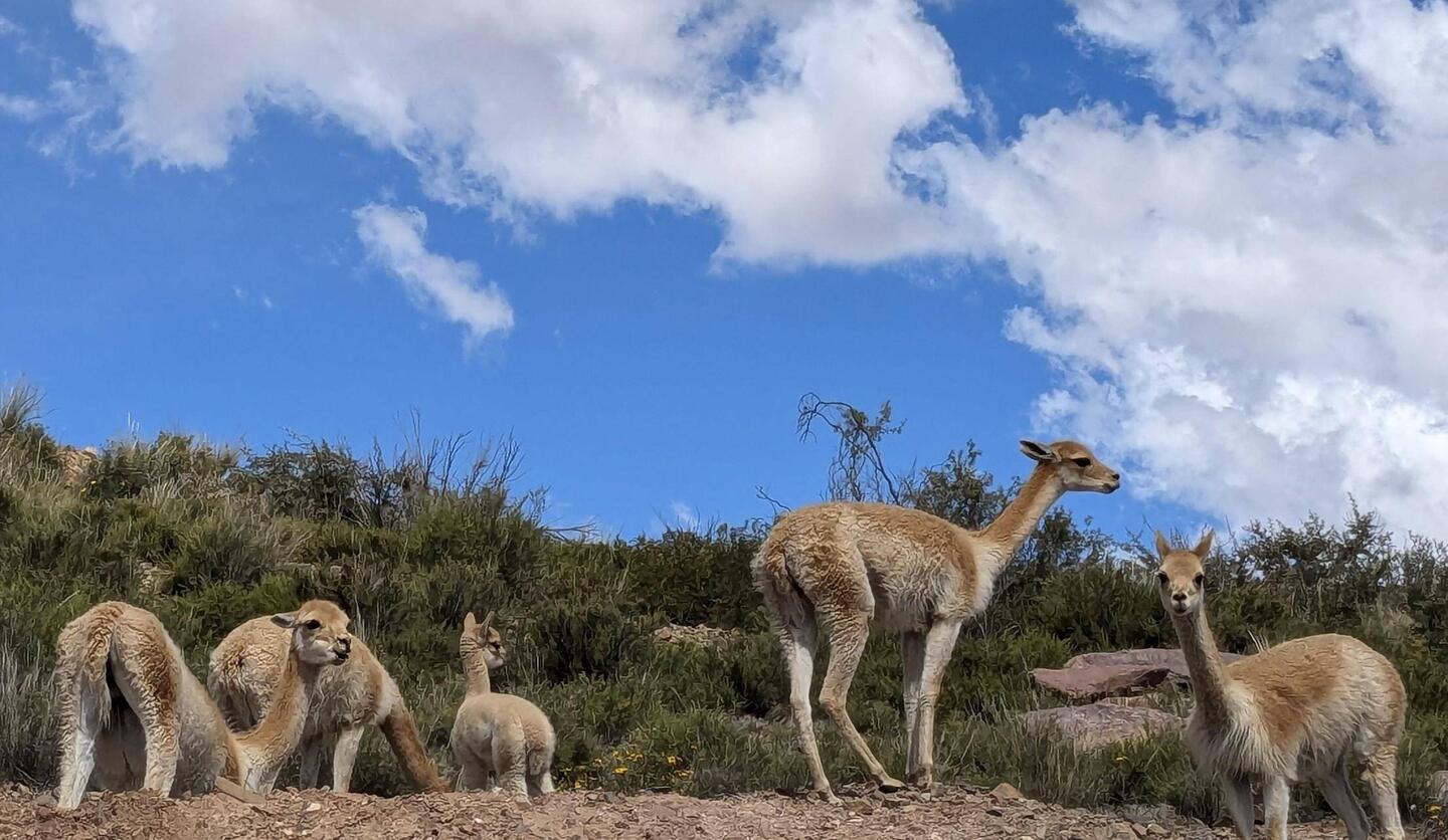 We saw many baby vicuñas, so sweet!!