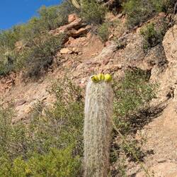 We tried this cactus fruit