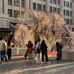 Grateful to see some Japanese Cherry Blossoms