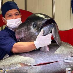 Filleting a 100lb Blue Fin Tuna right on the street.