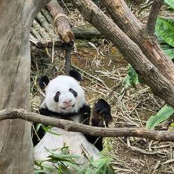 Panda feeding.