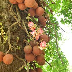 Cannonball tree. The pic doesn't do the flowers justice - they were magnificent