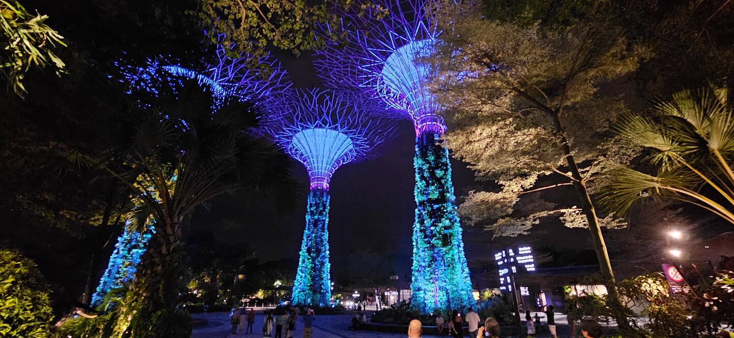 Supertrees lit up at night.