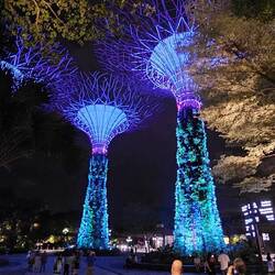 Supertrees lit up at night.
