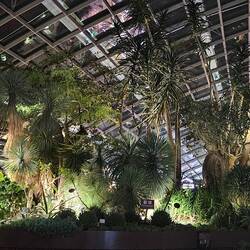 Some of the large plantings in the Flower Dome. The scale is incredible.