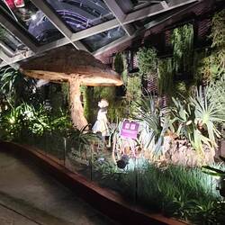 "Aloes in Wonderland"
