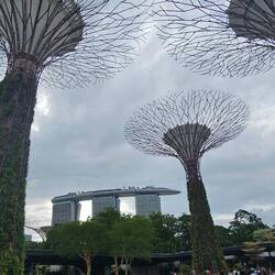 Supertrees and the Marina Sands building.