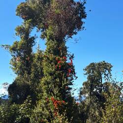 Beautiful Rata flowers