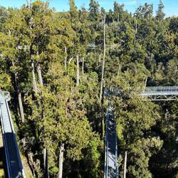 Impressive walkway, plus birdsong
