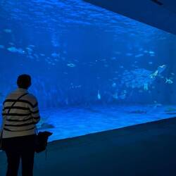 Kagoshoma Aquarium