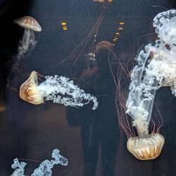 Amazing jellyfish