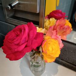 Echte Rosen auf dem öffentlichen WC