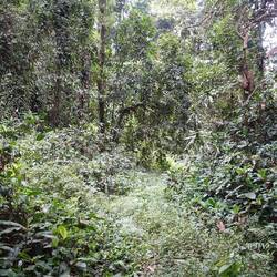 Es wird etwas schmaler, aber dafür der Wald dichter