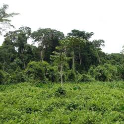 Hier geht es kurz durch ein sumpfiges Gebiet - da werden die Füße schon nass
