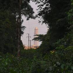 Dieser Anblick ist auch einmalig - Regenwald und dahinter ein Wolkenkratzer