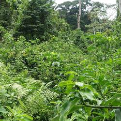 Hier ist der Weg bald kaum noch zu erkennen