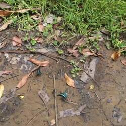 Hier gibt es verschiedene, farbenfrohe Schmetterlinge