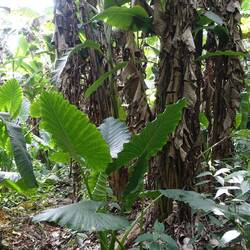 Es geht durch Bananenstauden - laufen lässt es sich gut, aber den anderen Weg suche ich vergeblich