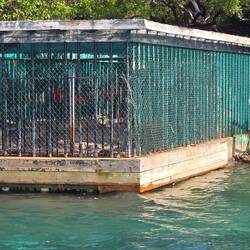 Tiger cage for shipment to us