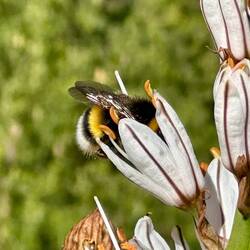 A happy bee spent many minutes diving deep into flower after flower while we ate our snack nearby.