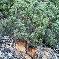This tree has a precarious toehold in the cliff face.