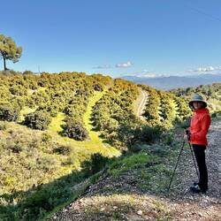 Avocado plantation