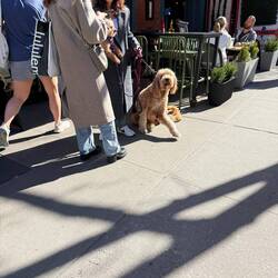 Alisa-like resident of UWS