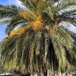 Dattelpalme