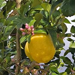 Zitrone mit neuer Blüte