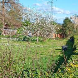 Der Kirschbaum blüht schon