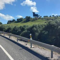 Immer wieder mal der Stier.