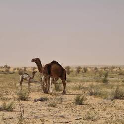 So goldig die jungen Kälber