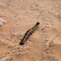 Ganz viele derzeit in der Wüste. Linienschwärmer Raupe mit Analhorn