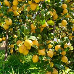 Schon fast wieder unten, ein Zitronenbaum