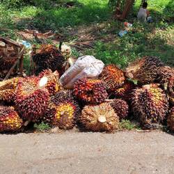 Palmölfrüchte
